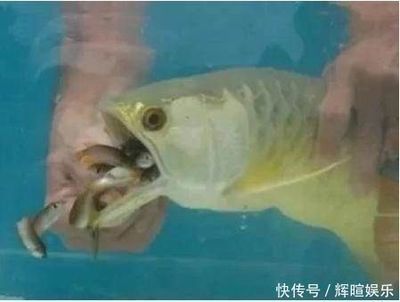 金龍魚怎么繁殖：關于金龍魚的繁殖的詳細信息