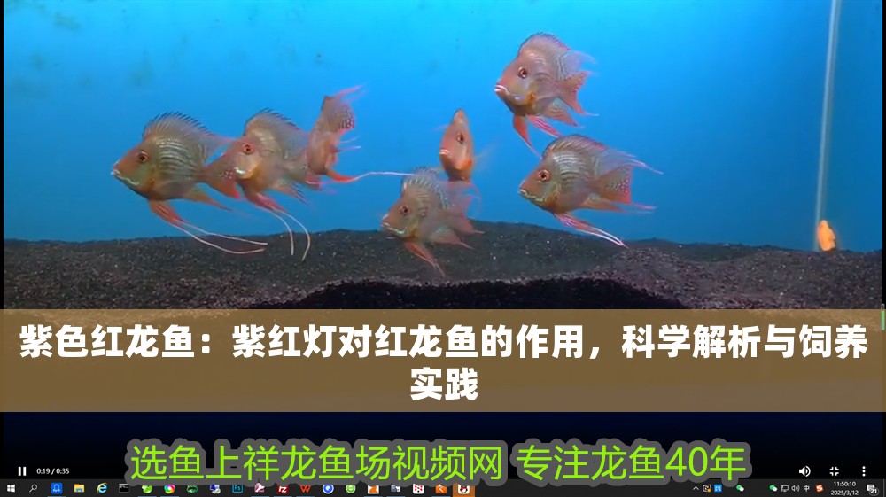 紫色紅龍魚：紫紅燈對紅龍魚的作用，科學解析與飼養實踐