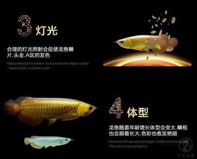 古典金龍魚什么時候開始發色（古典金龍魚什么時候發色金龍魚什么時候發色）