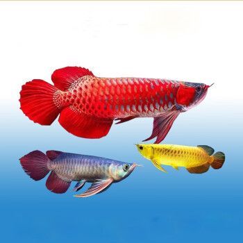 古典龍魚和金龍魚哪個好一點(古典龍魚和金龍魚各有其獨特的魅力和優點) 龍魚百科 第3張 古典龍魚和金龍魚哪個好一點(古典龍魚和金龍魚各有其獨特的魅力和優點) 古典龍魚和金龍魚哪個好一點(古典龍魚和金龍魚各有其獨特的魅力和優點) 龍魚百科 第3張
