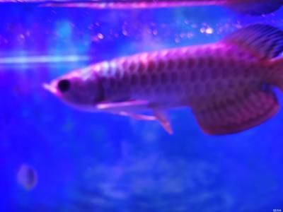 古典龍魚和金龍魚哪個好一點(古典龍魚和金龍魚各有其獨特的魅力和優點) 龍魚百科 第2張 古典龍魚和金龍魚哪個好一點(古典龍魚和金龍魚各有其獨特的魅力和優點) 古典龍魚和金龍魚哪個好一點(古典龍魚和金龍魚各有其獨特的魅力和優點) 龍魚百科 第2張