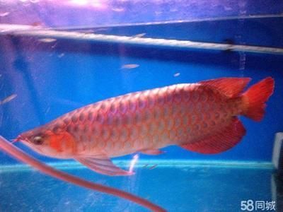 哪里能釣到龍魚：《奧比島夢想國度》龍魚垂釣技巧在游戲中可以釣到龍魚 哪里能釣到龍魚：《奧比島夢想國度》龍魚垂釣技巧在游戲中可以釣到龍魚 龍魚百科 第1張
