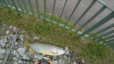 哪里能釣到龍魚：《奧比島夢想國度》龍魚垂釣技巧在游戲中可以釣到龍魚 哪里能釣到龍魚：《奧比島夢想國度》龍魚垂釣技巧在游戲中可以釣到龍魚 龍魚百科 第3張
