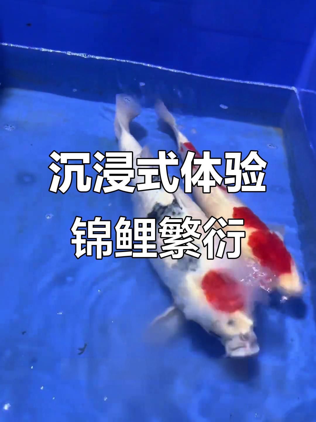 錦鯉生小魚(yú)過(guò)程視頻 錦鯉生小魚(yú)過(guò)程視頻 龍魚(yú)百科 第2張