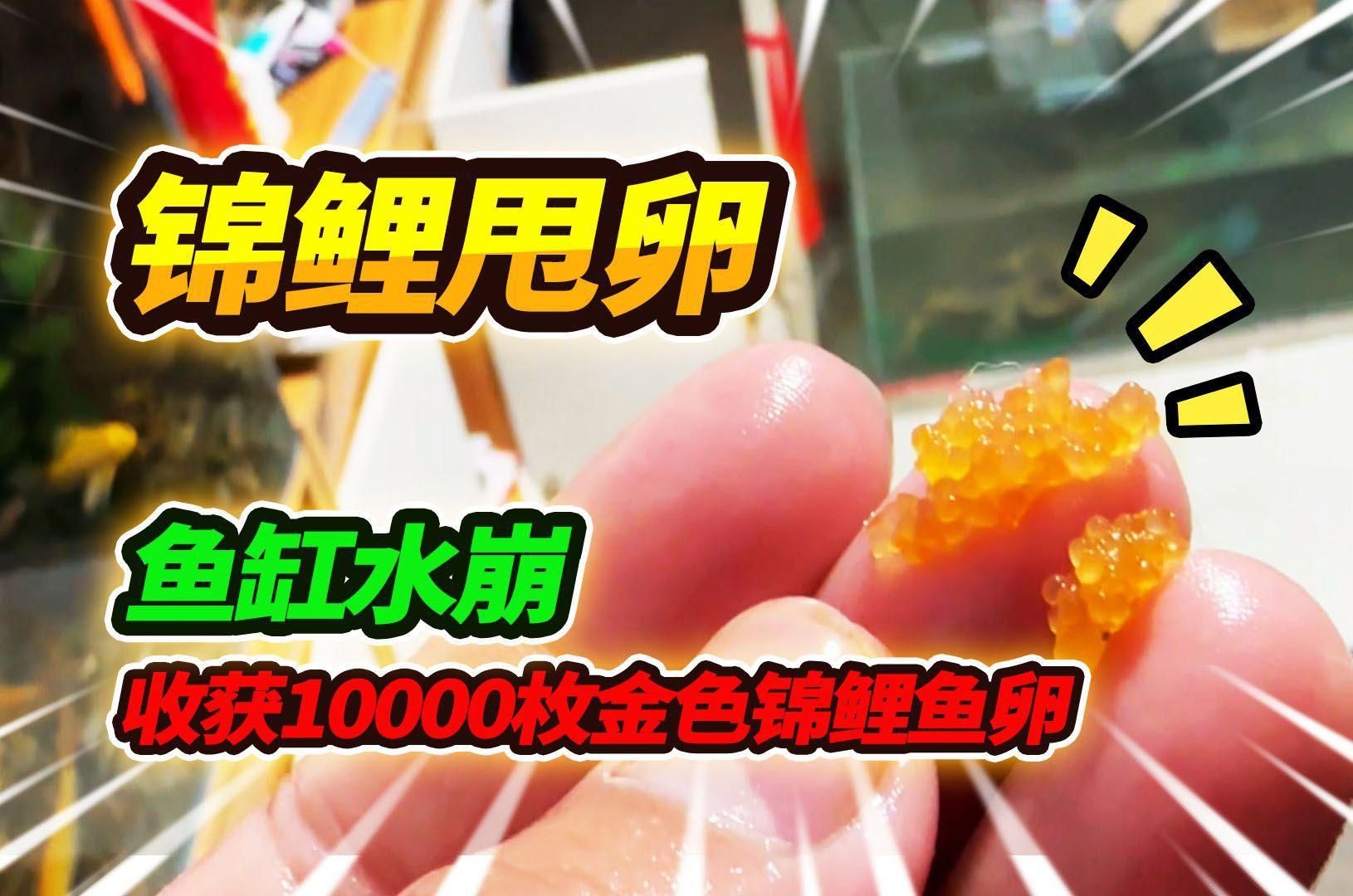 錦鯉生小魚(yú)過(guò)程視頻 錦鯉生小魚(yú)過(guò)程視頻 龍魚(yú)百科 第3張