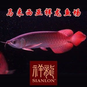 養(yǎng)小紅龍魚注意事項和禁忌是什么:養(yǎng)小紅龍魚注意事項和禁忌 龍魚百科 第2張 養(yǎng)小紅龍魚注意事項和禁忌是什么:養(yǎng)小紅龍魚注意事項和禁忌 養(yǎng)小紅龍魚注意事項和禁忌是什么:養(yǎng)小紅龍魚注意事項和禁忌 龍魚百科 第2張