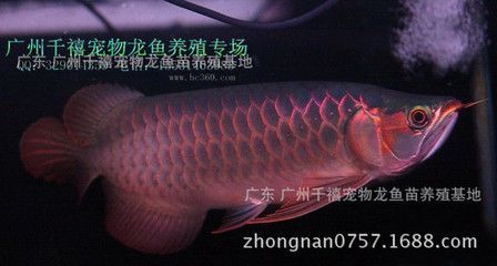 養(yǎng)小紅龍魚注意事項和禁忌是什么：養(yǎng)小紅龍魚注意事項和禁忌 養(yǎng)小紅龍魚注意事項和禁忌是什么：養(yǎng)小紅龍魚注意事項和禁忌 龍魚百科 第3張