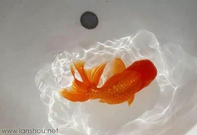 金魚可以和金龍魚一起養(yǎng)嗎：金魚可以和金龍魚一起養(yǎng)嗎？