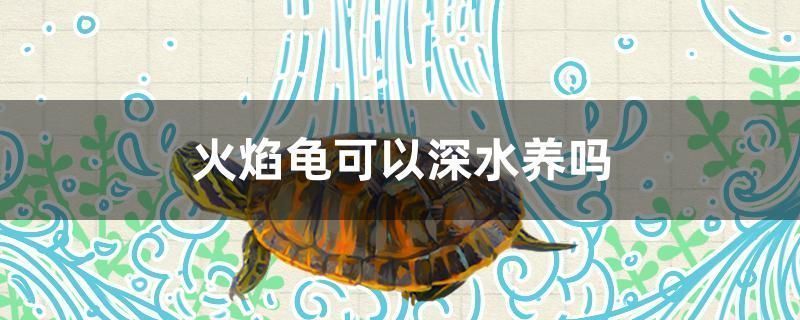 金龍魚禮品券回收價格表(金龍魚禮品券回收價格表金龍魚50元面額禮品券回收價格表) 龍魚百科 第2張 金龍魚禮品券回收價格表(金龍魚禮品券回收價格表金龍魚50元面額禮品券回收價格表) 金龍魚禮品券回收價格表(金龍魚禮品券回收價格表金龍魚50元面額禮品券回收價格表) 龍魚百科 第2張
