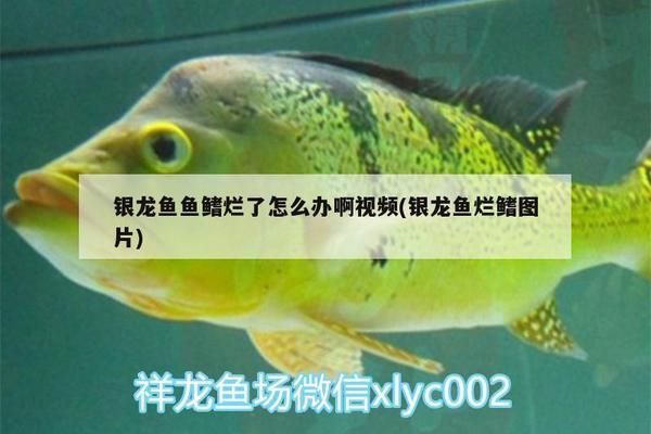 龍魚爛魚鰭能再長嗎：如何判斷龍魚的鰭損傷程度，龍魚鰭再生的最佳環境條件