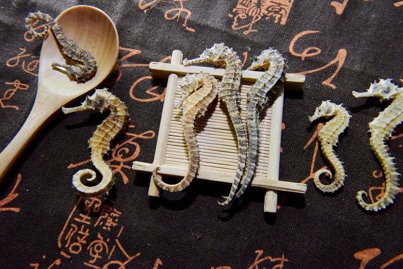 馬龍魚是什么魚