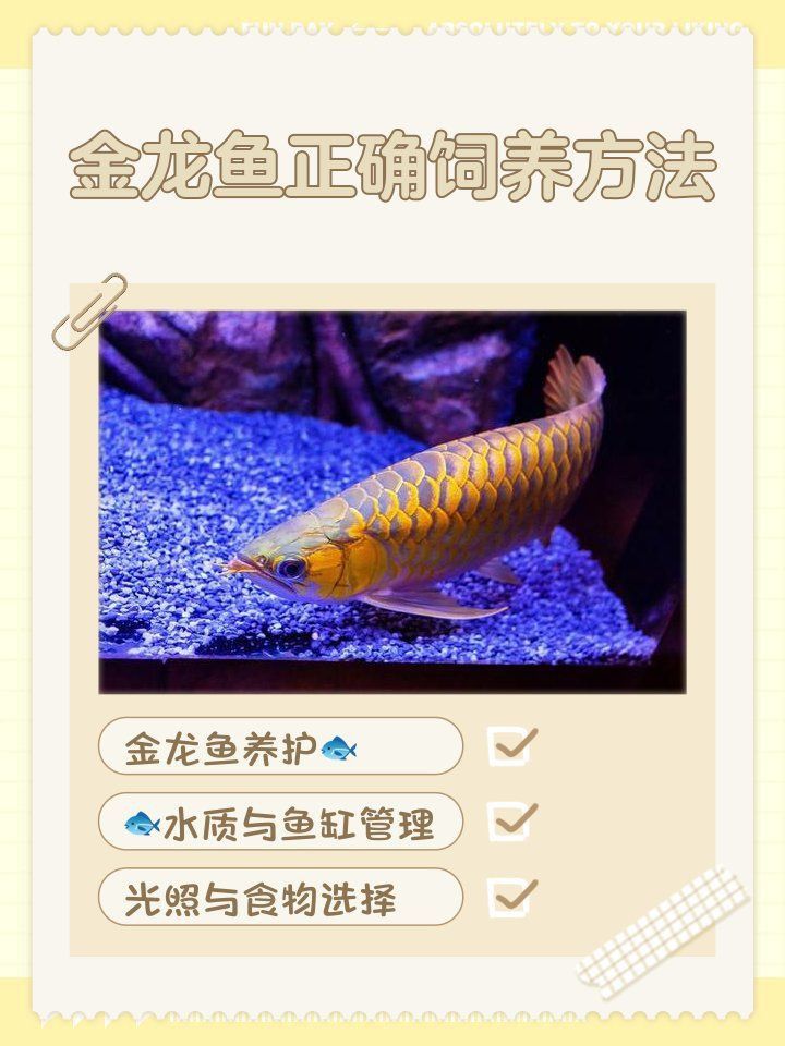 金龍魚怎么養(yǎng)爬背快