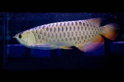 龍魚要多少度水溫洗澡最好：給龍魚洗澡時水溫應保持在24-28攝氏度