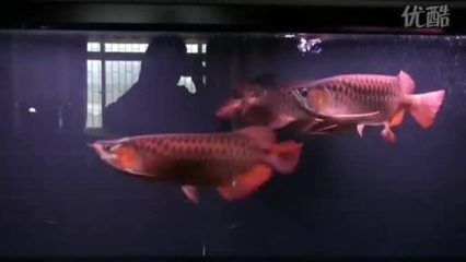 養的龍魚能不能吃了呢：養殖龍魚可以食用嗎？