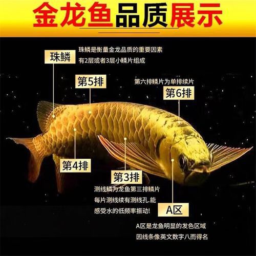 如何選購高品質的高背金龍魚？