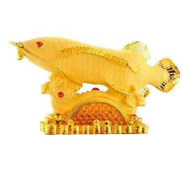 金色龍魚什么寓意好養：金色龍魚什么寓意好養金色龍魚養護注意事項