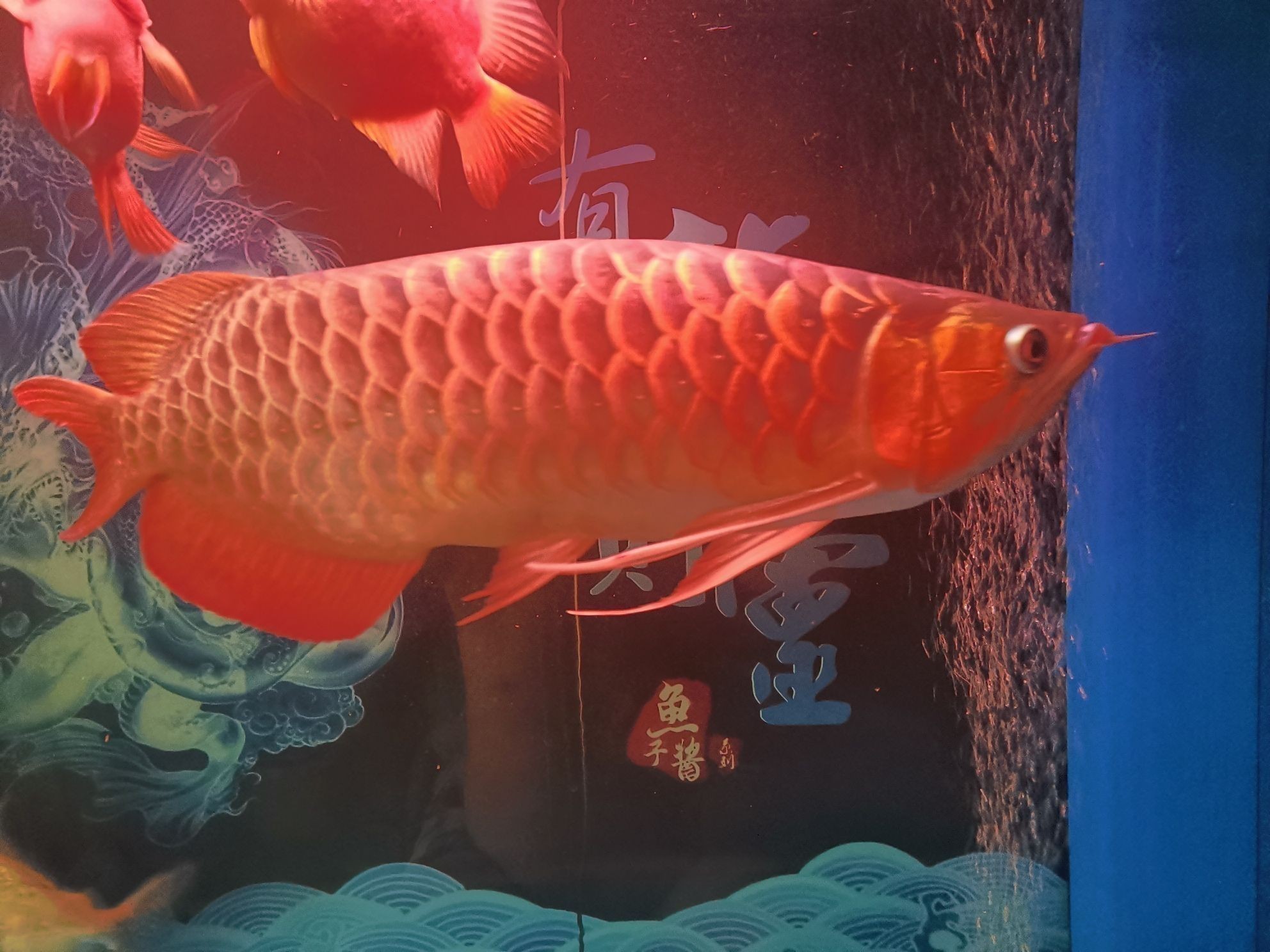 皇宮紅龍魚官網：關于皇宮紅龍魚官網的問題