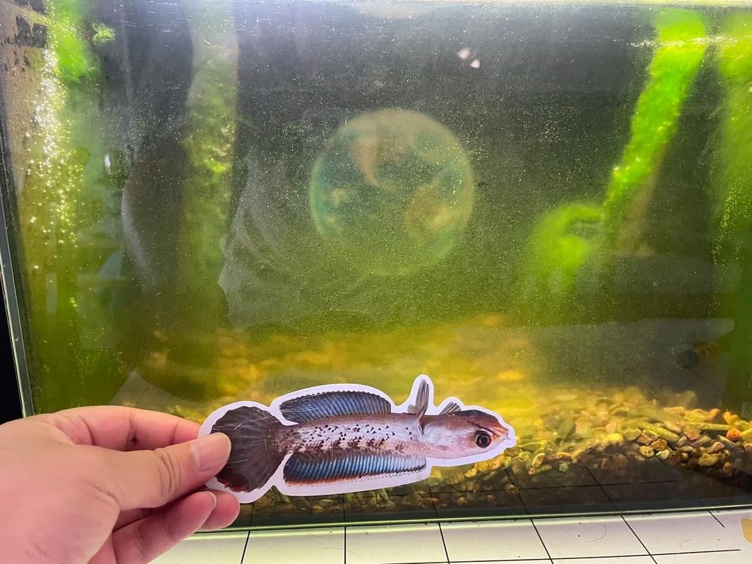 恐龍魚跳缸嗎圖片高清 恐龍魚跳缸嗎圖片高清 龍魚百科 第9張