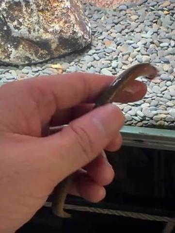 恐龍魚跳缸嗎圖片高清 恐龍魚跳缸嗎圖片高清 龍魚百科 第11張