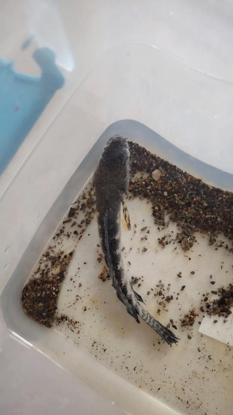 恐龍魚跳缸嗎圖片高清 恐龍魚跳缸嗎圖片高清 龍魚百科 第19張