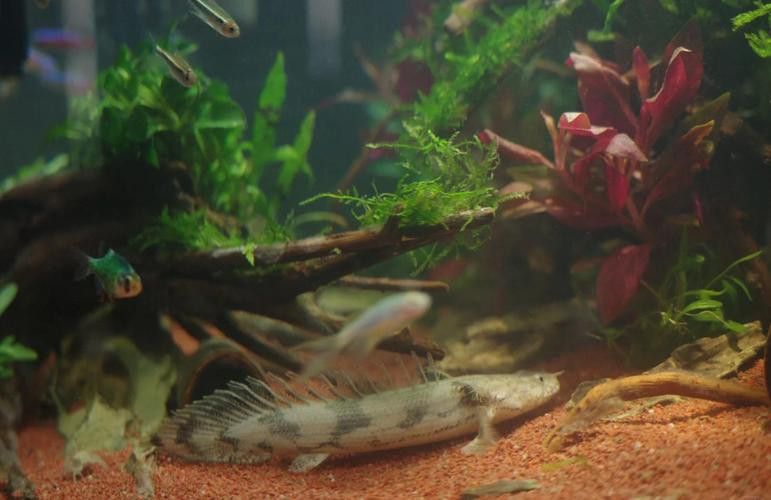 恐龍魚跳缸嗎圖片高清 恐龍魚跳缸嗎圖片高清 龍魚百科 第16張