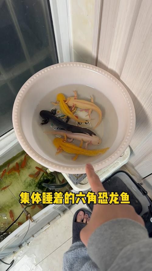 恐龍魚跳缸嗎圖片高清 恐龍魚跳缸嗎圖片高清 龍魚百科 第18張