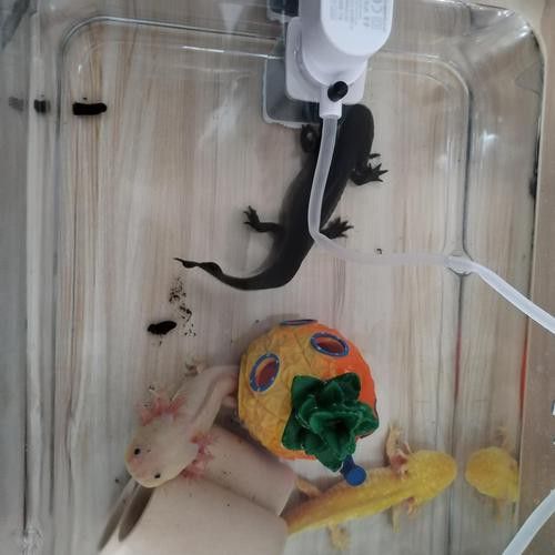 恐龍魚跳缸嗎圖片高清 恐龍魚跳缸嗎圖片高清 龍魚百科 第15張