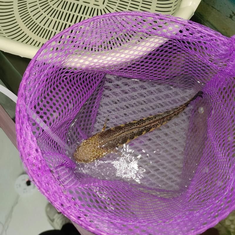 恐龍魚跳缸嗎圖片高清 恐龍魚跳缸嗎圖片高清 龍魚百科 第21張