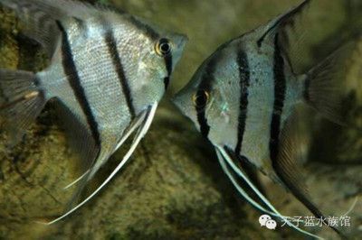 龍魚和埃及神仙混養可以嗎：龍魚和埃及神仙魚可以混養嗎