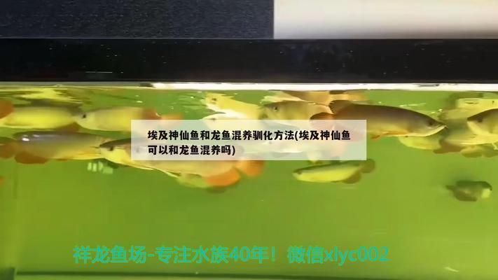 龍魚和埃及神仙混養可以嗎：龍魚和埃及神仙魚可以混養嗎