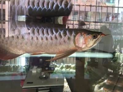 龍魚(yú)吃火腿好嗎怎么喂：龍魚(yú)可以吃火腿腸以及如何喂食火腿腸 龍魚(yú)吃火腿好嗎怎么喂：龍魚(yú)可以吃火腿腸以及如何喂食火腿腸 龍魚(yú)百科 第2張