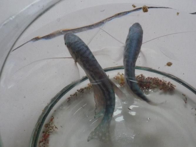 藍曼龍魚會變色嗎圖片
