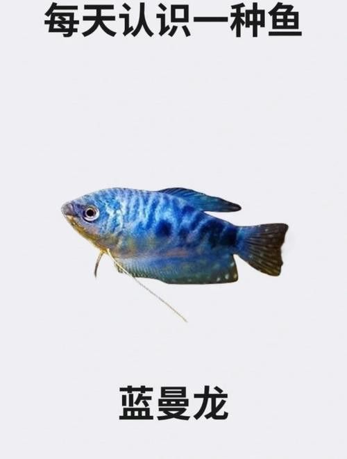 藍曼龍魚會變色嗎圖片