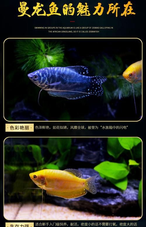 藍曼龍魚會變色嗎圖片