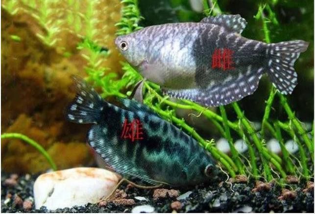 藍曼龍魚會變色嗎圖片