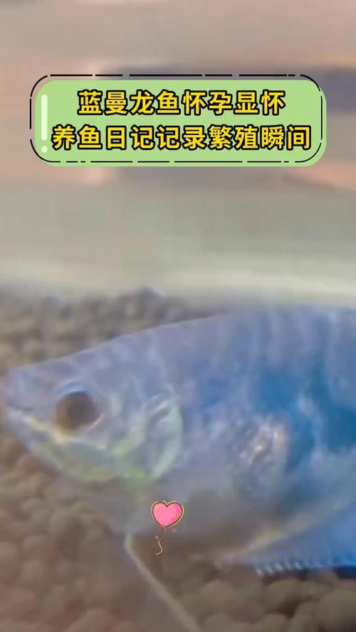 藍曼龍魚會變色嗎圖片