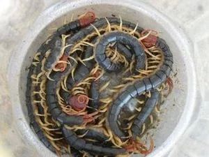 龍魚多大喂蜈蚣：龍魚喂蜈蚣是一個相對復雜的話題，龍魚多大喂蜈蚣