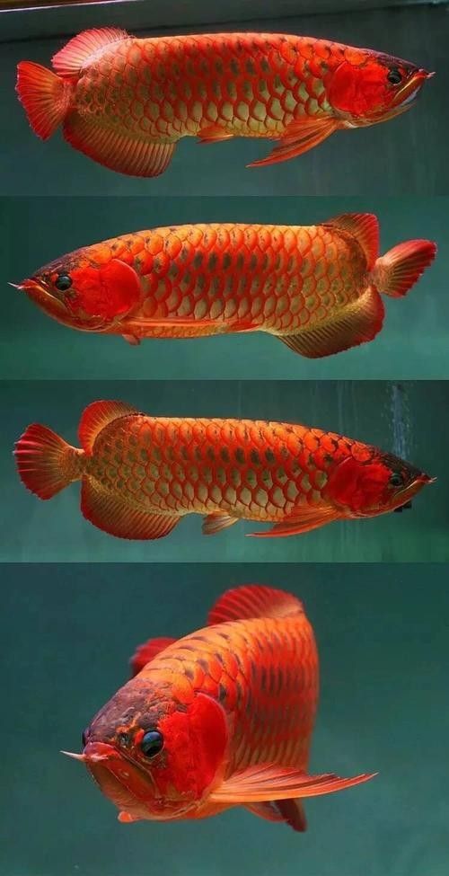 金龍魚高清圖片手機壁紙可愛