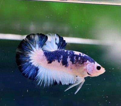 龍魚張嘴是缺氧嗎（龍魚張嘴是缺氧嗎，）