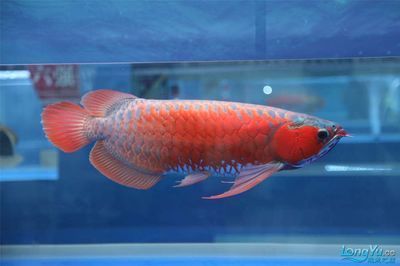 龍魚錦標賽是干什么的：關于龍魚錦標賽的一些詳細信息