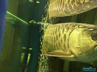 養龍魚的溫度多少合適：金龍魚養殖適宜的水溫范圍通常為26至32攝氏度，適合金龍魚生活 養龍魚的溫度多少合適：金龍魚養殖適宜的水溫范圍通常為26至32攝氏度，適合金龍魚生活 龍魚百科 第4張