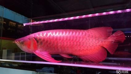 自家養的龍魚死了能吃嗎有毒嗎：專賣龍魚的店名