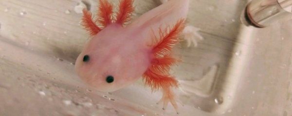 水龍魚是海里的嗎：水龍魚是什么？