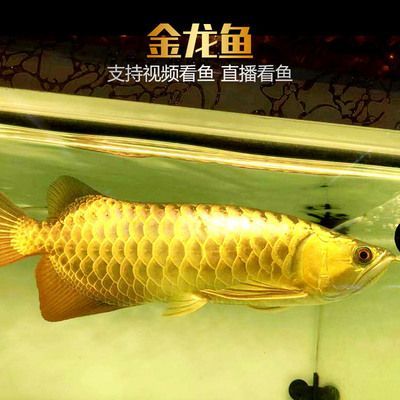 金龍魚活魚：關于金龍魚活魚的一些詳細信息