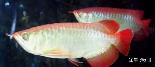 龍魚麻藥放多了怎么辦 龍魚麻藥放多了怎么辦 龍魚百科 第4張