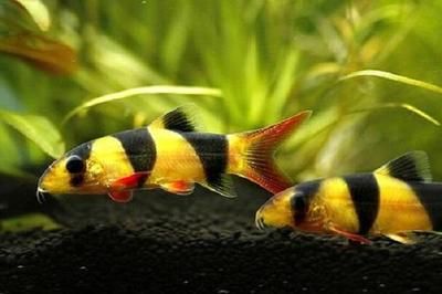個(gè)人轉(zhuǎn)讓精品紅龍魚合法嗎（個(gè)人轉(zhuǎn)讓精品紅龍魚合法嗎知乎）