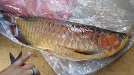 龍魚為什么死掉了呢：根據搜索結果整理的幾種常見的龍魚死亡原因
