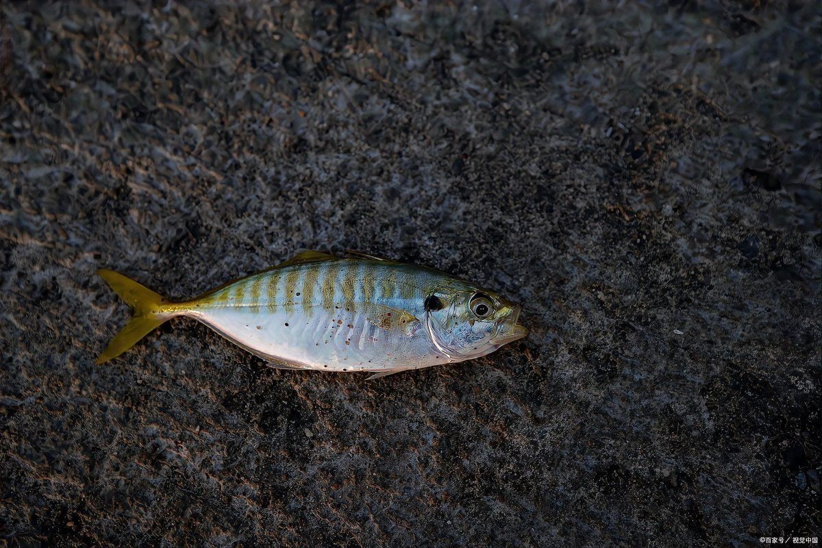 超血紅龍魚怎么樣鑒定：探索超血紅龍魚的神秘世界