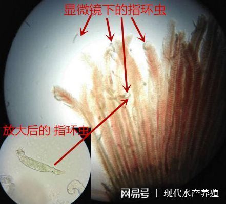 觀賞魚殺蟲藥副作用：觀賞魚殺蟲藥的副作用