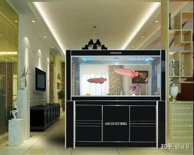 家養紅龍魚能活多少年（紅龍魚的壽命多長時間能活多久紅龍魚壽命多長時間）